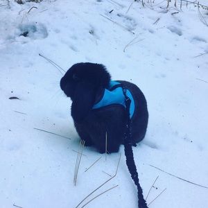 Meet your Posher, Skye